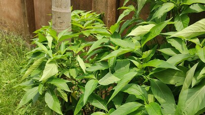 গ্রামের দিকে খুব সহজেই পাওয়া যায় এই পাতা গ্রামের দিকে খুব সহজেই পাওয়া যায় এই পাতা