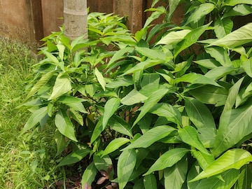 গ্রামের দিকে খুব সহজেই পাওয়া যায় এই পাতা 