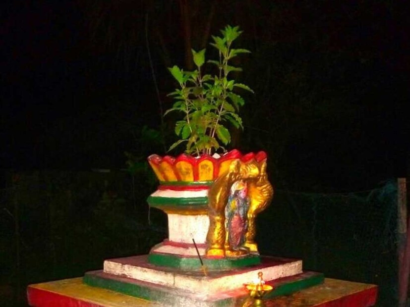 দক্ষিণ দিকে তুলসি গাছ বসানোকে অশুভ বলেই মনে করা হয় ৷ এতে সমৃদ্ধি ব্যাহত হয় ৷ প্রতীকী ছবি ৷