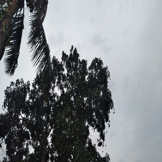 ঘূর্ণিঝড় মোকার দিকে কড়া নজর রেখেছে আবহাওয়া দফতর। কেন্দ্রীয় আবহাওয়া দফতরের নির্দেশ অনুযায়ী চলছে বিশেষ নজরদারি। অতীত থেকে শিক্ষা নিয়ে আগেভাগে ঘূর্ণিঝড় মোকাবিলার জন্য সতর্ক হয়ে থাকতে চাইছে রাজ্য সরকার। দেখা গিয়েছে, বিগত চার বছরে মে মাসে চারটি গভীর ঘূর্ণিঝড় তৈরি হয়েছে বঙ্গোপসাগরে। যদি মোকা ঘূর্ণিঝড়ে পরিণত হয়, তাহলে তা আমফানের মতই বিধ্বংসী হতে পারে। সেজন্য সতর্ক থাকতে চাইছে রাজ্য।