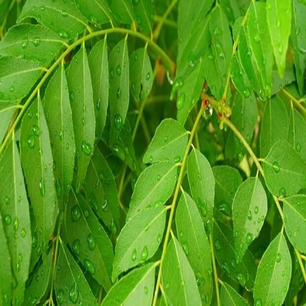কারি পাতা খাওয়া ওজন এবং পেটের চর্বি কমাতে সাহায্য করে কারণ এতে ইথাইল অ্যাসিটেট, মহানিম্বিন এবং ডাইক্লোরোমেথেনের মতো পুষ্টি রয়েছে। তাই অতিরিক্ত মেদ কমাতে এটি দারুণ কার্যকরী। (Disclaimer: এই প্রতিবেদনটি কেবলমাত্র সাধারণ তথ্যের জন্য, তাই বিস্তারিত জানতে হলে সর্বদা বিশেষজ্ঞের পরামর্শ নিন।)