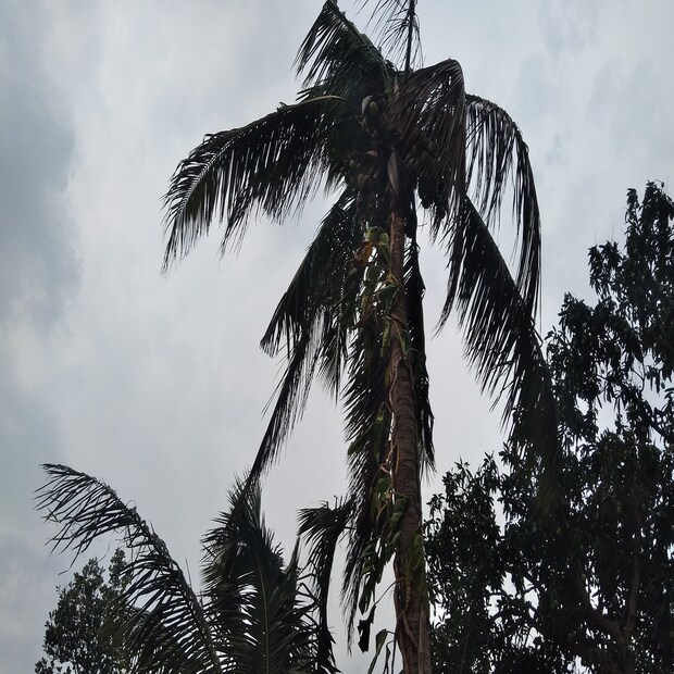 তাছাড়া আবহাওয়া দফতর সূত্রে খবর, আগামী শনিবার থেকেই আবার আংশিক মেঘলা আকাশ দেখা যাবে দক্ষিণবঙ্গের জেলাগুলিতে। হালকা বৃষ্টিপাত হতে পারে সব জায়গায়। ঘূর্ণাবর্ত নিম্নচাপে পরিণত হলে, বৃষ্টির পরিমাণ বাড়বে। বিশেষ করে উপকূলবর্তী জেলাগুলিতে বৃষ্টি বাড়বে। তবে রাজ্যের পশ্চিমাঞ্চলের জেলাগুলি বা উত্তরবঙ্গ নিম্নচাপের প্রভাবে বৃষ্টি থেকে রক্ষা পাবে না। নিম্নচাপ নিজের যত শক্তি বাড়াবে, তত বৃষ্টিপাতের পরিমাণ বাড়বে বলে আশঙ্কা করছেন আবহাওয়াবিদরা। (তথ্য--নয়ন ঘোষ)