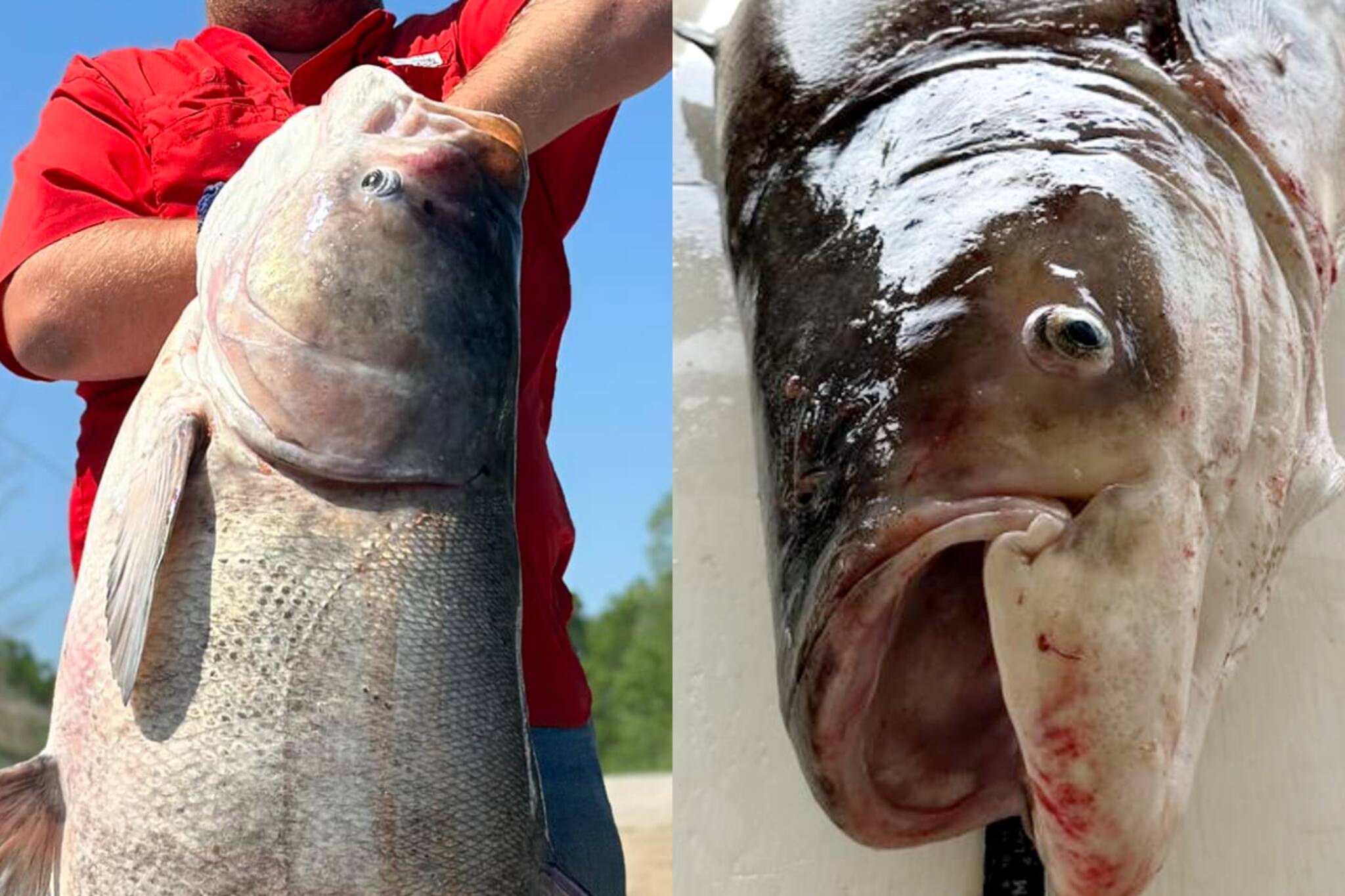 যেন ভয়ঙ্কর কোনও 'দানব'! পেটে ১ কোটিরও বেশি ডিম, পুকুরে নামতেই তোলপাড় কাণ্ড