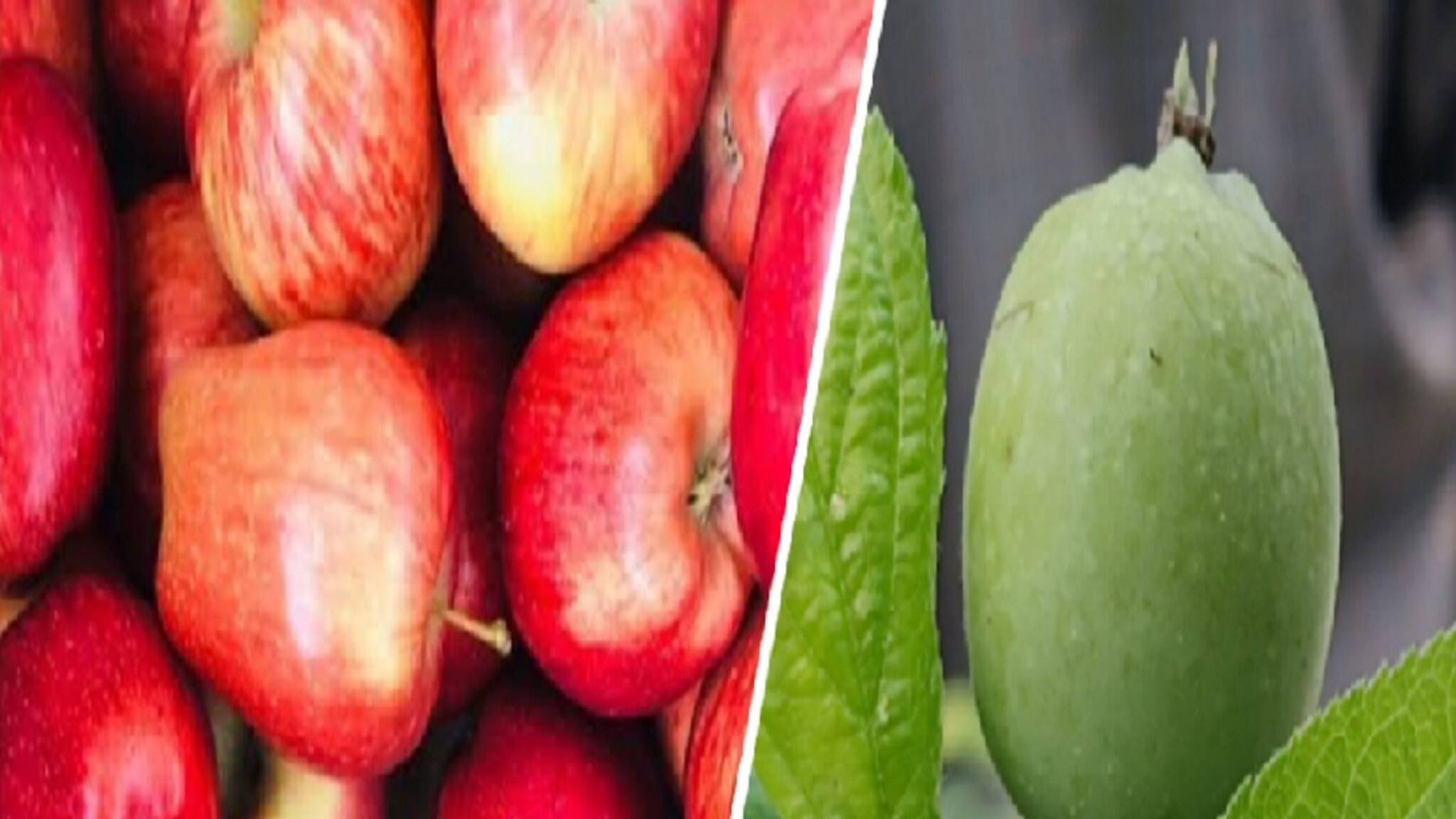 Howrah News: কাশ্মীরে নয় হাওড়ায়! গরমের মরশুমে আপেল চাষ করে চমক কৃষকের