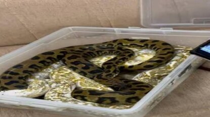 (Photo credit: https://twitter.com/ChennaiCustoms). (Photo credit: https://twitter.com/ChennaiCustoms).