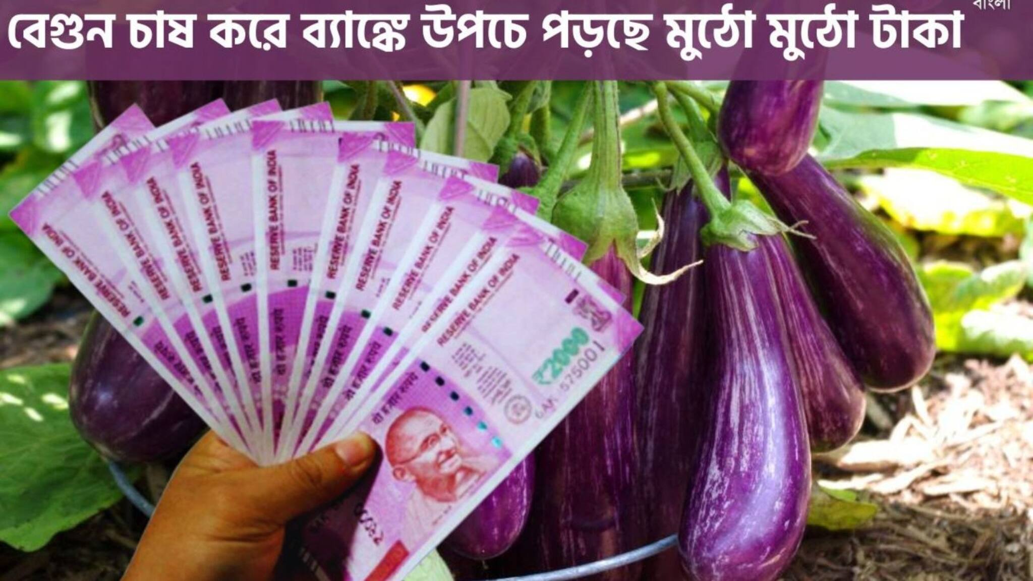 Agriculture News: বেগুন-ই বদলে দিয়েছে জীবন, লক্ষ লক্ষ টাকা লাভ করছে কৃষক পরিবার!