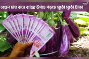 বেগুন-ই বদলে দিয়েছে জীবন, লক্ষ লক্ষ টাকা লাভ করছে কৃষক পরিবার!