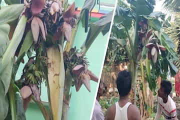 কলা