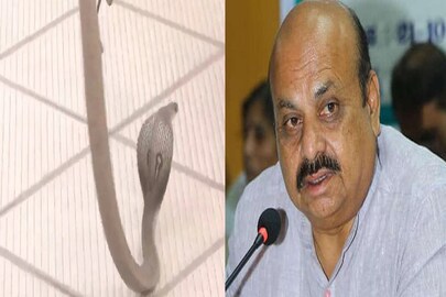 সাপের সামনে মুখ্যমন্ত্রী