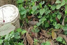 ফের বালতি ভর্তি তাজা বোমা উদ্ধার, ব্যাপক চাঞ্চল্য ডোমকলে!