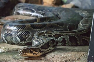 বার্মিজ পাইথন (প্রতীকী ছবি)