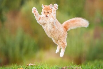 স্বপ্নে বিড়াল দেখেন? স্বপ্নশাস্ত্র অনুযায়ী এর অর্থ কী জানলে মাথা ঘুরে যাবে!