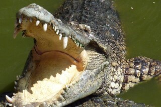 উদ্ধার হল ১০ ফুটের বিশালাকার কুমির। প্রতীকী ছবি।
উদ্ধার হল ১০ ফুটের বিশালাকার কুমির। প্রতীকী ছবি।