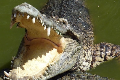 উদ্ধার হল ১০ ফুটের বিশালাকার কুমির। প্রতীকী ছবি।
উদ্ধার হল ১০ ফুটের বিশালাকার কুমির। প্রতীকী ছবি।