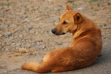 রাস্তার