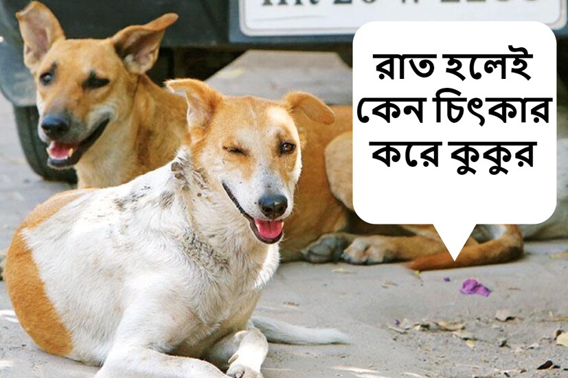 আপনি নিশ্চয়ই মধ্যরাতের দিকে কুকুরের কান্নার অদ্ভুত শব্দ পান। রাতে কুকুরের কান্নার শব্দ শুনে অনেকেই ভাবেন যে এটি কোনও খারাপ লক্ষণ। (প্রতীকী ছবি)