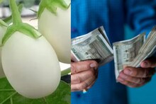 বেগুনের এতো গুণ! লাখ লাখ টাকায় ভরবে ব্যাঙ্ক অ্যাকাউন্ট, জানুন কীভাবে