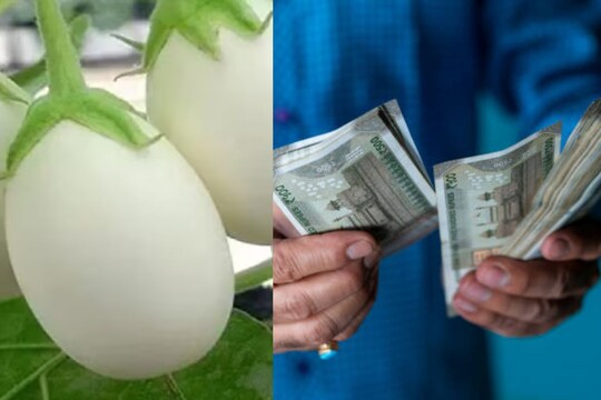 বেগুনে এতো গুণ! লাখ লাখ টাকায় ভরবে ব্যাঙ্ক অ্যাকাউন্ট, জানুন কীভাবে