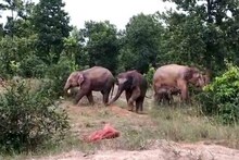 চা বাগানে ৩৫ থেকে ৪০টি হাতির দলের হানা, তারপর যা ঘটল, রইল ভিডিও