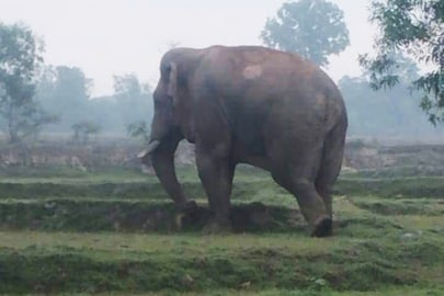 পুকুরের জলে ডুব দিয়ে মাথা তুলতেই পিষে দিল হাতি, কী ভয়ঙ্কর কাণ্ড ভাবা যায় না!