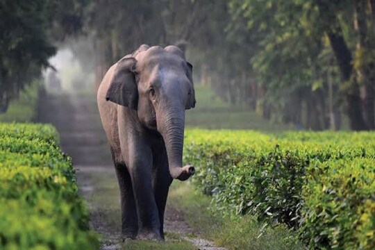 হাতি