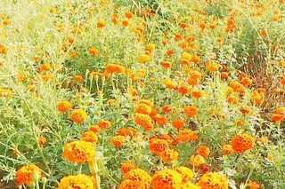 গাঁদা চাষ করে বিপুল আয়