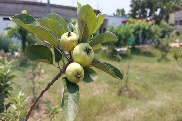 কাশ্মীরে