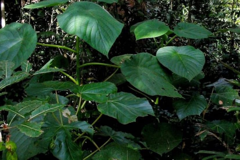 এমনকী বলা হয়, এর ফলে মানুষের মাথার গোলমাল দেখা দিতে পারে৷ দীর্ঘদিন এই গাছের প্রভাবে মাথায় গোলমাল দেখা দেয় আর তাতেই পাগল হয়ে মানুষ আত্মহত্যাও করতে পারে৷ এই গাছের ছোঁয়ায় যে মানুষ মৃত্যুর দিকে ঢলে পড়ে, তারও উদাহরণ মিলেছে৷ 