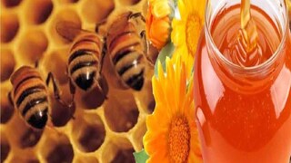 মৌমাছি প্রতিপালন। সংগৃহীত ছবি। 