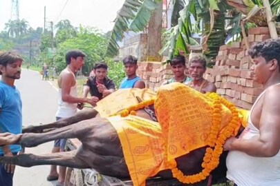 মৃত ঘোড়াকে সৎকার করতে নিয়ে যাওয়া হচ্ছে