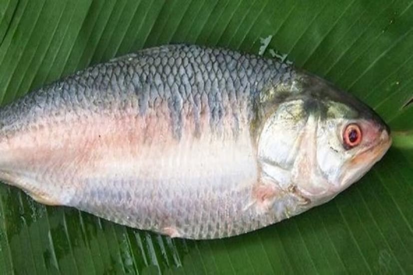 ভারতের কেন্দ্রীয় সরকারের স্বাস্থ্য মন্ত্রকের অধীনস্থ ফুড সেফটি অ্যান্ড সিকিউরিটি অফ ইন্ডিয়ার (FSSI) সতর্কবাণী, ইলিশ মাছ বেশি খেলে কিন্তু বিপদজনক। ১২০ রকমের সামুদ্রিক মাছকে এই তালিকাভুক্ত করা হয়েছে যাদের বেশি খেলে বিষক্রিয়ার সম্ভাবনা প্রবল। এই তালিকায় আরও মাছের সঙ্গে প্রথম দিকেই রয়েছে বাঙালির প্রিয় ইলিশও।  