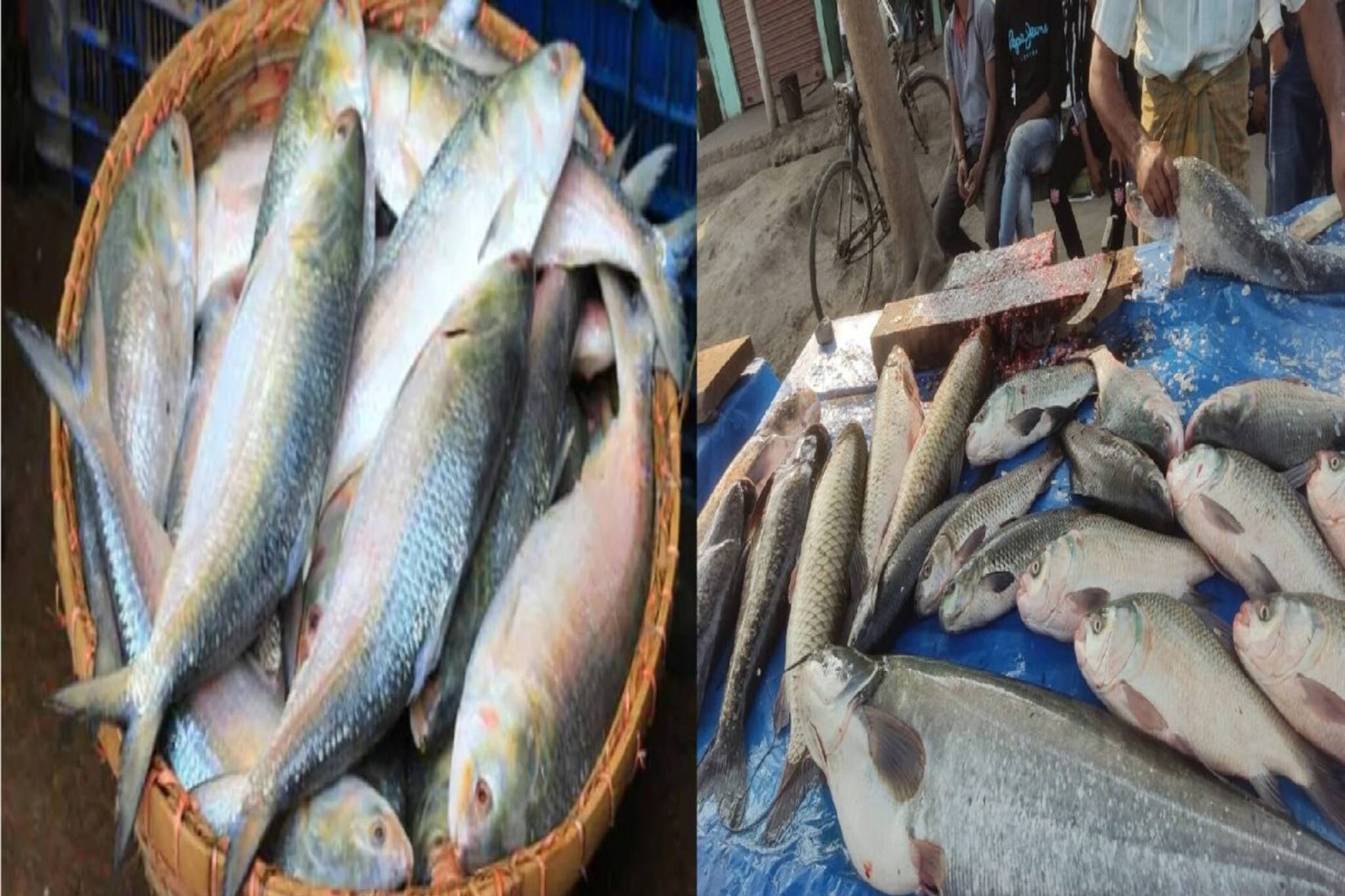 আজ জামাইষষ্ঠী, বাজার ছেয়েছে ইলিশ-চিংড়ি-চিতলে, কত দরে বিক্রি হচ্ছে?