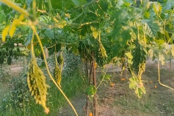 ছ