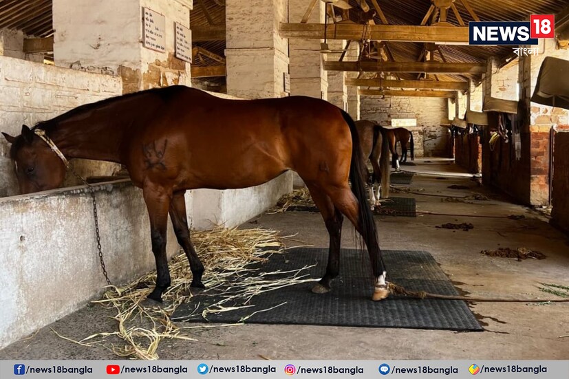 ১৯৯৫ সাল থেকে ২২ বছর ধরে রেখা পুলিশ টহল দায়িত্ব পালনের পাশাপাশি ব্যারেল রেস, তাঁবু কাটার মতো খেলাধুলায় পশ্চিম কচ্ছ পুলিশকে খ্যাতি এনে দিয়েছে। রেখার দ্বিতীয় প্রজন্মের মঙ্গলা এবং তৃতীয় প্রজন্মের সাইনা এবং শ্যামলিও পুলিশ বিভাগে রয়েছে এবং পশ্চিম কচ্ছ থেকে জাতীয় পুলিশ সভায় যোগও দেয়।
