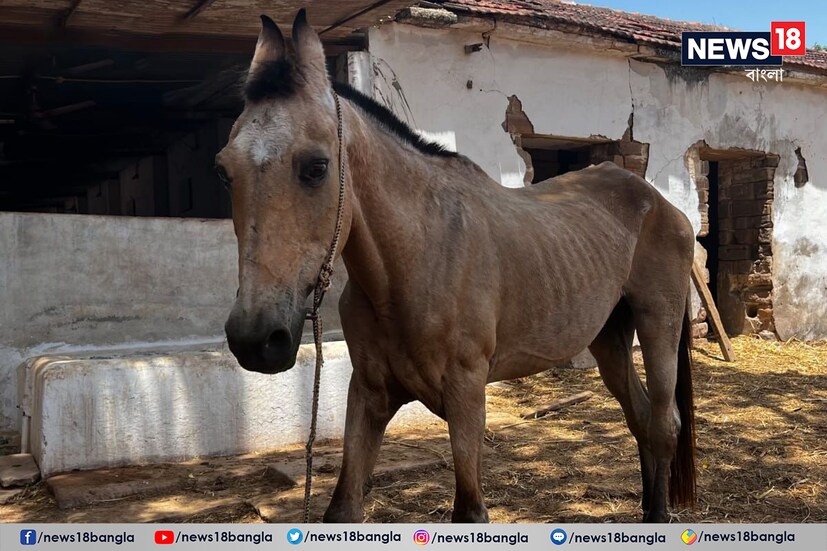 উল্লেখযোগ্যভাবে মাউন্টেড পুলিশের ইতিহাস কিন্তু ব্রিটিশ রাজত্বের সঙ্গে যুক্ত। প্রকৃতপক্ষে পুলিশের যে দলটি ঘোড়া বা উটে চেপে টহল বা তল্লাশি করত, তাকে মাউন্টেড পুলিশ বলা হত। ভারতের ৭টি রাজ্যে এখনও মাউন্টেড পুলিশ ইউনিট রয়েছে।