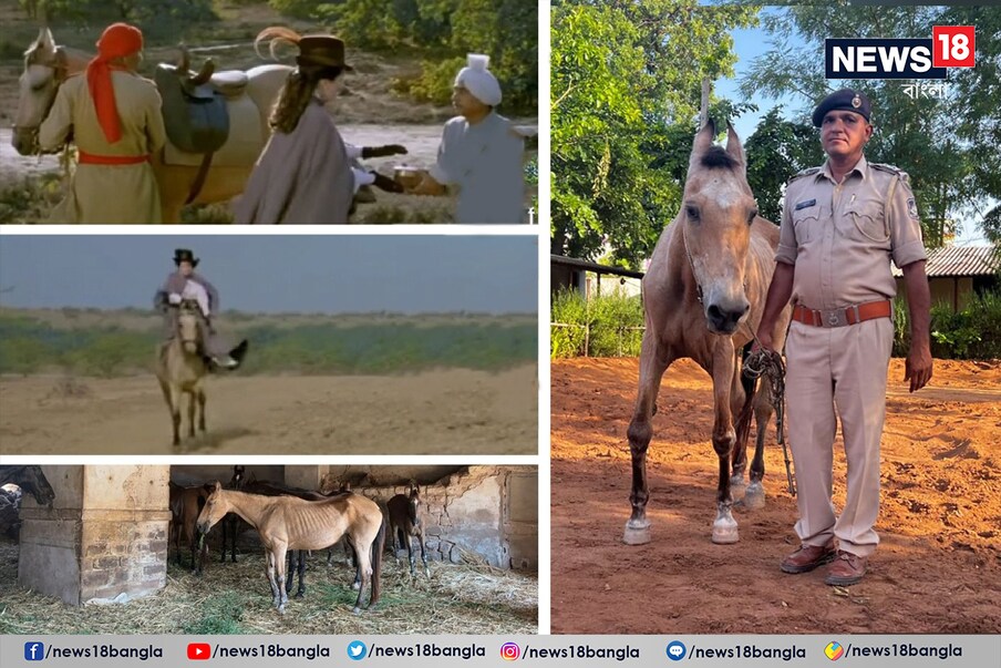  পশ্চিম কচ্ছ পুলিশের মাউন্টেড ইউনিটে যে যে ঘোড়া রয়েছে, তাদের মধ্যে অন্যতম জনপ্রিয় এই ঘোড়াটি। এই শতাব্দীর অন্যতম সুপারহিট ছবি ‘লগান’-এ গুরুত্বপূর্ণ ভূমিকায় অভিনয় করেছিল কাথিয়াওয়াড়ির এই ঘোড়া। নাম, রেখা। ছবিতে দেখানো হয়েছিল, ব্রিটিশ রাজকুমারী এলিজাবেথ ভারতীয়দের কাছে তথ্য পৌঁছে দিতেন এই রেখার পিঠে চেপেই। ১৯৯৫ সাল থেকে রেখা পশ্চিম কচ্ছ পুলিশ বিভাগের মাউন্টেড ইউনিটেই আছে। অবসর নেওয়ার পরে অর্থাৎ গত ছয় বছর ধরে পুলিশ বিভাগেই চাকরিরত ছিল।