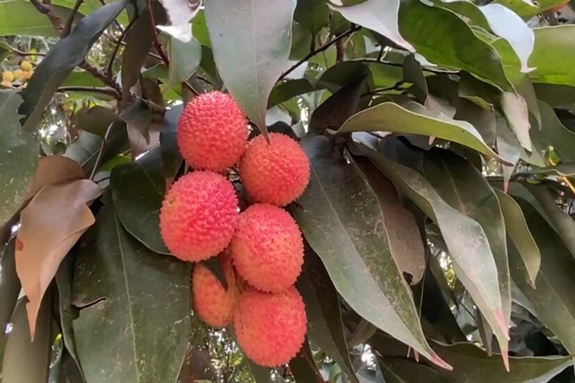 প্রশ্ন ৫ - লিচুর সবচেয়ে বেশি উৎপাদনকারী দেশ কোনটি? উত্তর ৫ - ভারত লিচুর বৃহত্তম উৎপাদনকারী।