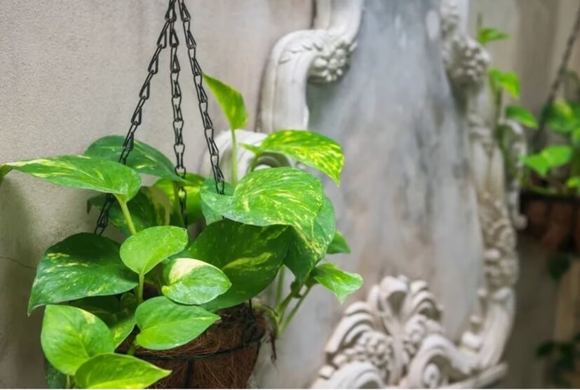 মানি প্ল্যান্ট আর স্পাইডার প্ল্যান্ট একসঙ্গে লাগালে তা উন্নতির পথ প্রশস্ত করে।