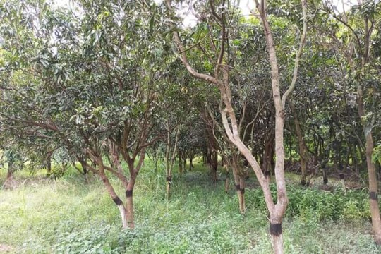তিলাবনী গ্রামের আম বাগান।