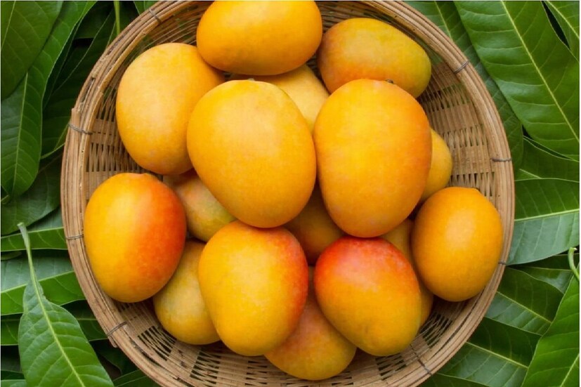 চাল ব্যবহার করুন আম পাকাতে চাল খুব কার্যকরী। এ জন্য চালের কৌটতে আমটি নীচের দিকে পারলে চালের কৌটোর একেবারে তলার দিকে রাখতে হবে। তারপর ওই আম চার থেকে পাঁচ দিন একবারও হাত দেবেন না৷ পাশাপাশি চালের কৌটটিও বন্ধ করে রাখুন। পাঁচদিন বাদে কৌটো খুলে দেখবেন আম একেবারে পেকে রসালো হয়ে আছে৷