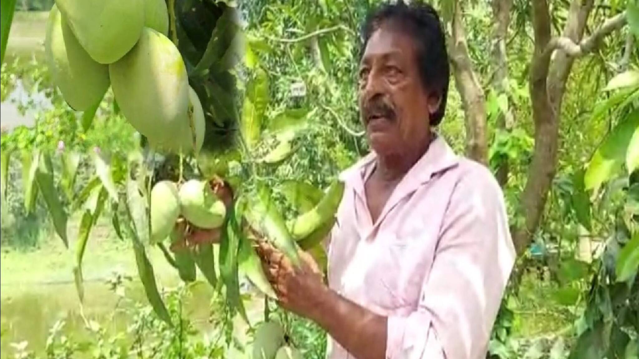 Bangla News| Mango|| একই গাছে ফলেছে ১৬৫ রকমের আম! মুর্শিদাবাদে অবাক কাণ্ড, দেখুন আপনিও