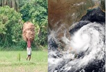 পাকা ধানে মই হতে পারে মোকা! ভয় পেয়ে বসিরহাটের চাষিরা যা করছেন অবাক করা