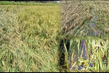 শিলাবৃষ্টিতে