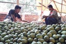মালদার পর এবার নদিয়ার আমও পাড়ি দিচ্ছে! জানেন কোথায়? শুনলে মন ভরে যাবে
