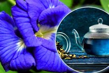 নীল অপরাজিতার লতা আছে বাড়িতে? এ বার আপনার রোগা হওয়া কেউ আটকাতে পারবে না