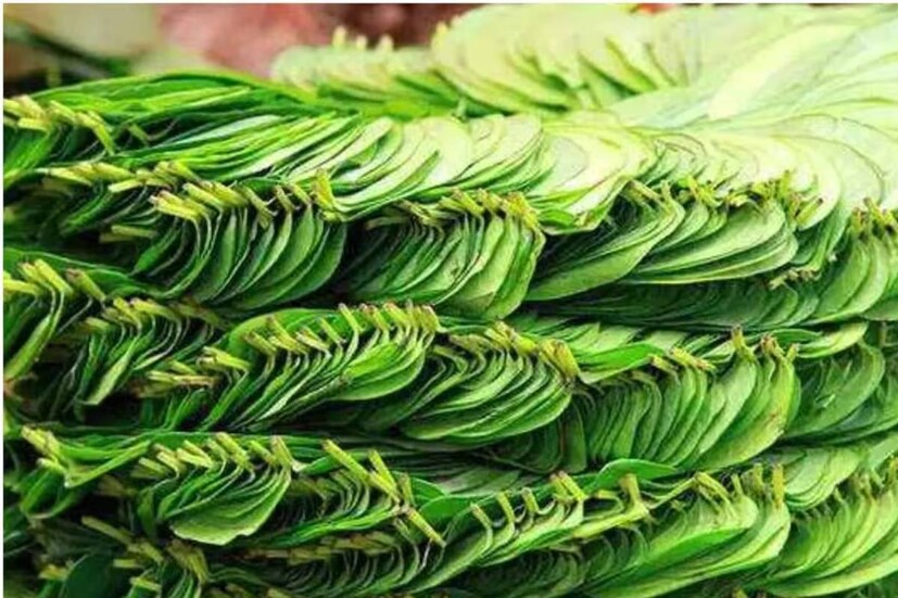 হলুদের সঙ্গে মিশিয়ে পানপাতার মিশ্রণ ব্যবহার করতে পারেন ত্বকের বিভিন্ন সমস্যায়ও৷ তীব্র মাথাযন্ত্রণাতেও কপালে পানপাতার মিশ্রণ লেপন করলে সাময়িক আরাম পাওয়া যায়৷