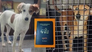 এই দুই সারমেয়কে দত্তক নিয়েছেন দুই বিদেশি পর্যটক