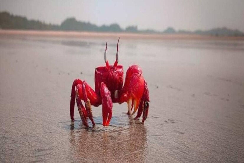 দিঘা-সহ তার সংলগ্ন এলাকায় শেষ ২৪ ঘন্টায় বৃষ্টিপাতের পরিমাণ ২ মিলিমিটার। দিঘার শেষ ২৪ ঘণ্টায় আবহাওয়া ছিল, সর্বোচ্চ তাপমাত্রা ৩০.২ ডিগ্রি সেলসিয়াস এবং সর্বনিম্ন তাপমাত্রা ২৫ ডিগ্রি সেলসিয়াস। এদিন অর্থাৎ ৪ মে, বুধবার দিঘার সর্বোচ্চ তাপমাত্রা থাকবে ৩৪.৬ ডিগ্রি। যা স্বাভাবিক থেকে ৩ ডিগ্রি কম।