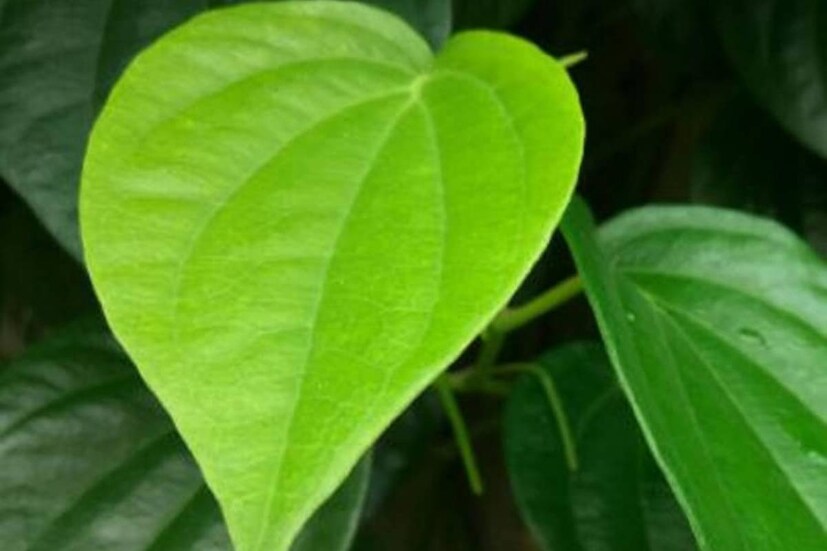 ভিটামিন সি, থায়ামাইন, নিয়াসিন, রাইবোফ্ল্যাবিন এবং ক্যারোটিন সমৃদ্ধ পানপাতা ক্যালসিয়ামে ভরপুর ৷ পানপাতা সুগন্ধি ৷ মধুমেহ রোগে পানপাতা কার্যকর ৷ এতে ডায়াবেটিস নিয়ন্ত্রিত হয় ৷