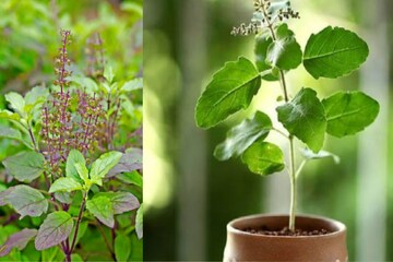 মাত্র ১১টি তুলসী পাতা বদলে দিতে পারে আপনার ভাগ্য়! করুন এই উপাচার মাত্র ১১টি তুলসী পাতা বদলে দিতে পারে আপনার ভাগ্য়! করুন এই উপাচার